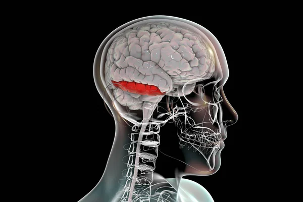 体内の人間の脳は 下側坐骨神経痛 3Dイラストを強調した それは時間的ローブに位置し 視覚処理 オブジェクト 色の認識に関与しています — ストック写真