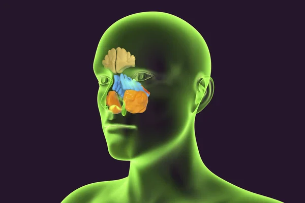 Anatomie Der Nasennebenhöhlen Illustration Zeigt Männchen Mit Hervorgehobenen Nasennebenhöhlen Stirnhöhlen — Stockfoto