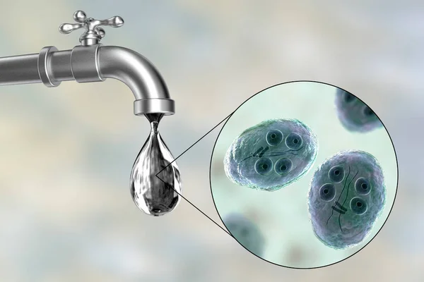 Безопасность Концепции Питьевой Воды Иллюстрация Показывающая Кисты Giardia Intestinalis Protozoan — стоковое фото