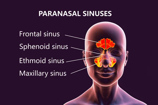 Anatomy Paranasal Sinuses Illustration Showing Female Highlighted Paranasal Sinuses Frontal — Stock Photo, Image