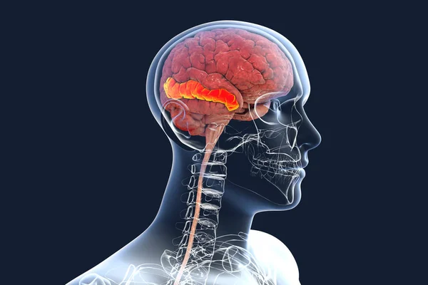 Human brain in body with highlighted middle temporal gyrus, 3D illustration. It is located in the temporal lobe, is involved in recognition of known faces, accessing word meaning while reading