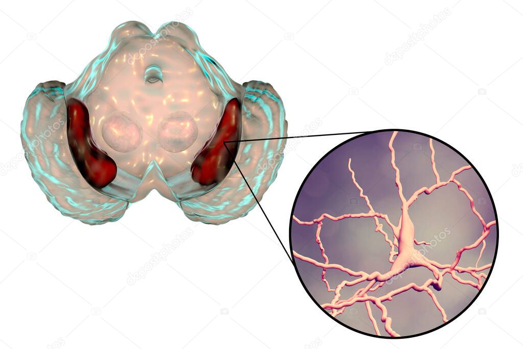 Substantia nigra of the midbrain and its dopaminergic neurons, 3D illustration. Substantia nigra regulates movement and reward, its degeneration is a key step in development of Parkinson's disease