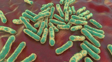 Cutibacterium aknes, eski adıyla Propionibacterium aknes, 3D illüstrasyon. Saç foliküllerinde bulunan bakteriler akne, kronik kanama ve endoftalit gelişimiyle ilişkilidir.