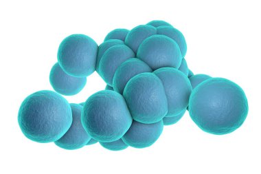 Bakteri Staphylococcus aureus MRSA beyaz arka planda izole edildi, 3 boyutlu illüstrasyon