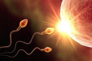İnsan yumurta hücresinin sperm tarafından döllenmesi, 3 boyutlu illüstrasyon