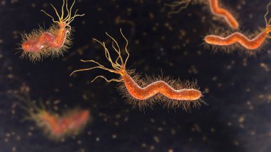 Helicobacter pylori, bakteri kolonileştiren mide ve gastrik ve duodenal ülser ile ilişkili, 3 boyutlu illüstrasyon