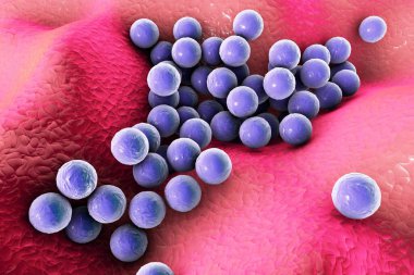 Deri veya mukoza zarının yüzeyinde bulunan Staphylococcus aureus MRSA, 3 boyutlu illüstrasyon