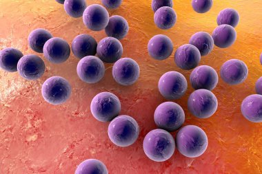 Deri veya mukoza zarının yüzeyinde bulunan Staphylococcus aureus MRSA, 3 boyutlu illüstrasyon