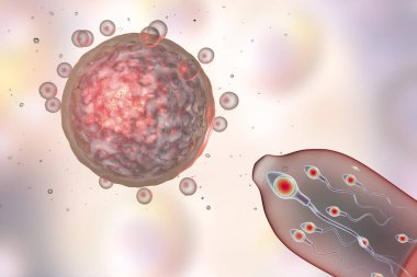 Doğum kontrol konsepti 3 boyutlu çizim. Yumurta hücresi ve sperm hücreli prezervatif.