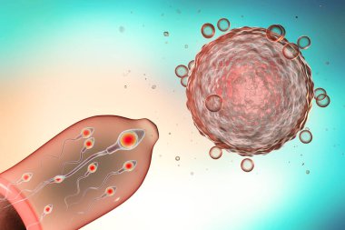 Doğum kontrol konsepti 3 boyutlu çizim. Yumurta hücresi ve sperm hücreli prezervatif.