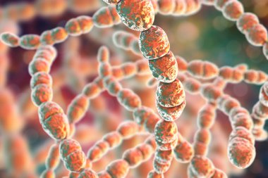 Bakteri Streptococcus thermophilus, 3 boyutlu illüstrasyon. Probiyotik Gram pozitif küresel bakteri peynir ve yoğurt üretiminde kullanılır.