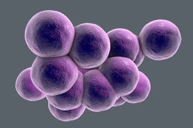Bakteri Staphylococcus aureus MRSA gri arka planda izole edildi, 3D illüstrasyon