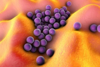 Deri veya mukoza zarının yüzeyinde bulunan Staphylococcus aureus MRSA, 3 boyutlu illüstrasyon