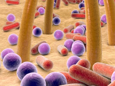 Kıllı cilt üzerinde küresel ve çubuk şekilli bakterilerin 3 boyutlu çizimi, deri mikroflorasının mikroskobik görünümü, bakteriler Staphylococcus, Streptococcus, deri üzerinde propionibacterium