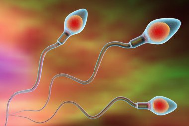 Yumurta hücresini döllemek için hareket eden spermatozoanlar, 3 boyutlu illüstrasyon