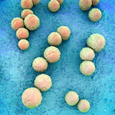 Streptococcus mutans bakteri, gram-pozitif cocci diş bakterileri neden olur, 3D illüstrasyon