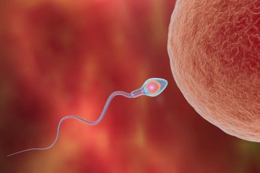 İnsan yumurta hücresinin sperm tarafından döllenmesi, 3 boyutlu illüstrasyon