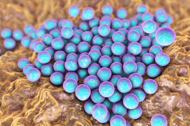 Deri veya mukoza zarının yüzeyinde bulunan Staphylococcus aureus MRSA, 3 boyutlu illüstrasyon