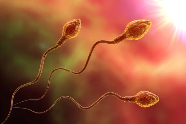 Σπερματοζωάρια Που Κινούνται Για Γονιμοποιήσει Ωάριο Εικόνα — Φωτογραφία Αρχείου