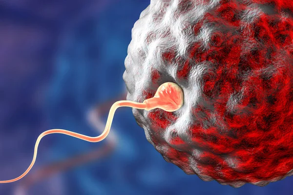 Bemesting Van Menselijke Eicel Door Spermatozoum Illustratie — Stockfoto