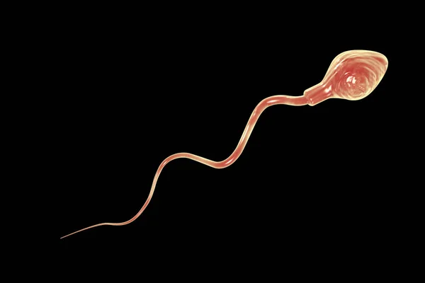 Spermatozoan Σπερματοζωάρια Απομονωμένα Μαύρο Φόντο Εικονογράφηση — Φωτογραφία Αρχείου