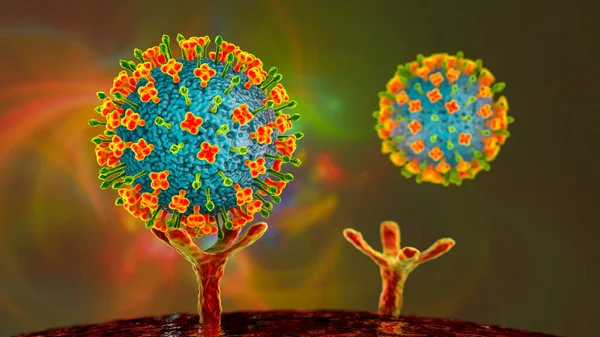 Virus Nipah Recettori Leganti Sulle Cellule Umane Una Fase Iniziale — Foto Stock