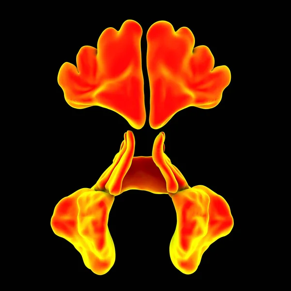 Parazal Sinüslerin Anatomisi Üst Çene Etmoid Sfenoid Sinüsleri Gösteren Boyutlu — Stok fotoğraf