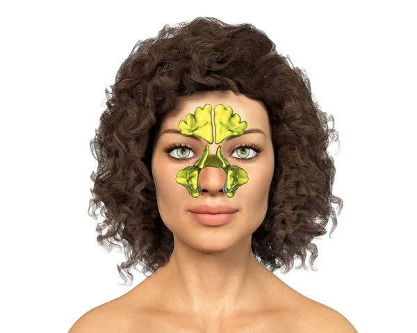 Anatomy Paranasal Sinuses Illustration Showing Female Highlighted Paranasal Sinuses Frontal — Stock Photo, Image