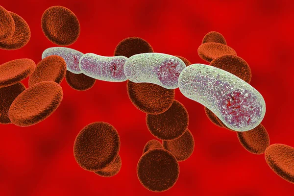 Bacteriën Streptococcus Gram Positieve Bolvormige Bacteriën Het Bloed Illustratie — Stockfoto
