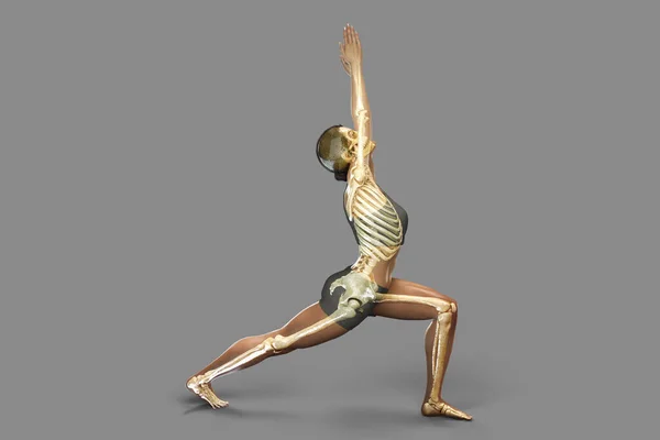 Anatomy of yoga, female in Warrior 1 yoga position, or Virabhadrasana, with highlighted skeleton. 3D illustration showing skeletal activity in this yoga posture