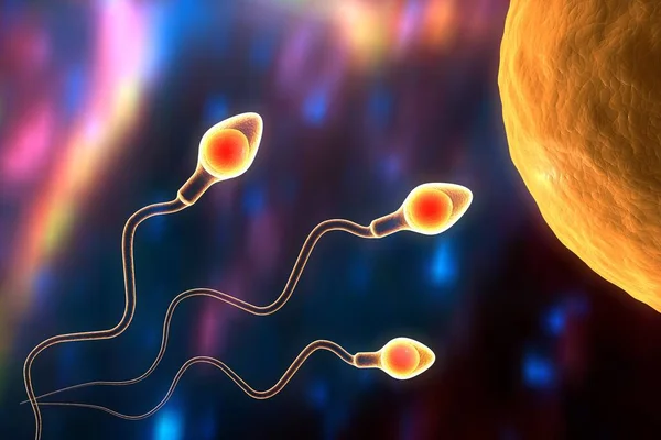 Γονιμοποίηση Ανθρώπινων Ωαρίων Από Σπερματοζωάρια Τρισδιάστατη Απεικόνιση — Φωτογραφία Αρχείου