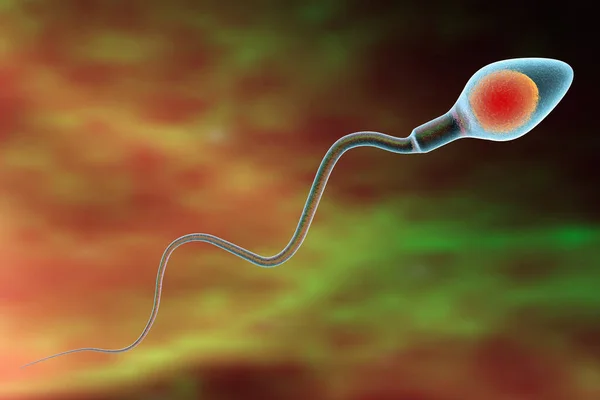 Spermatozoën Die Eicel Bevruchten Illustratie — Stockfoto