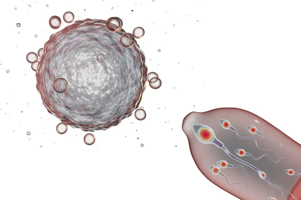 避孕概念3D图解 卵细胞和带有精子的避孕套 — 图库照片