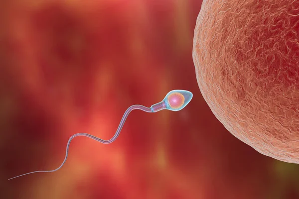 精子素对卵母细胞的受精 3D图例 — 图库照片