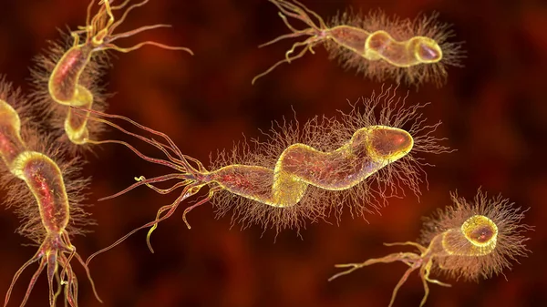 Helicobacter Pylori Βακτήριο Που Αποικίζει Στομάχι Και Σχετίζεται Γαστρικό Και — Φωτογραφία Αρχείου