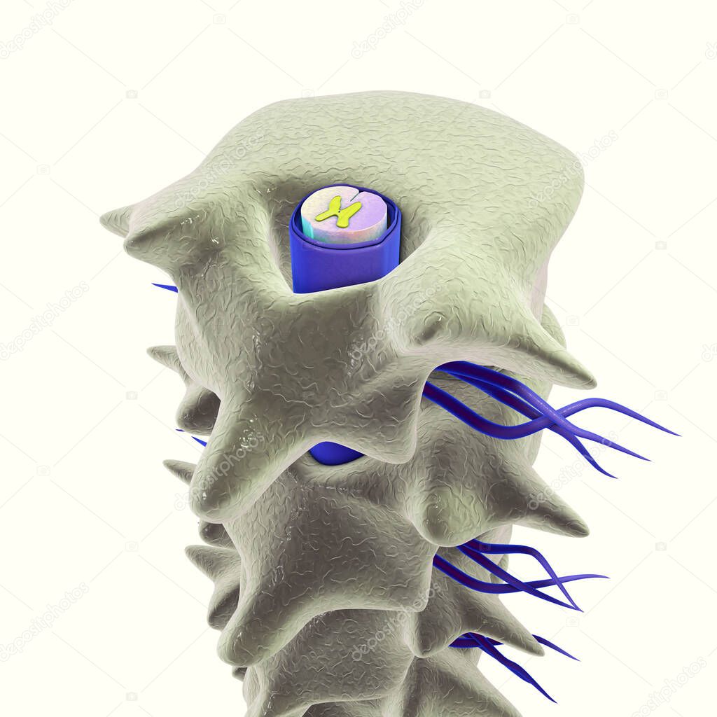 Human spinal column with spinal cord. 3D illustration which shows the white and the grey matter with dorsal and ventral horns in spinal cord