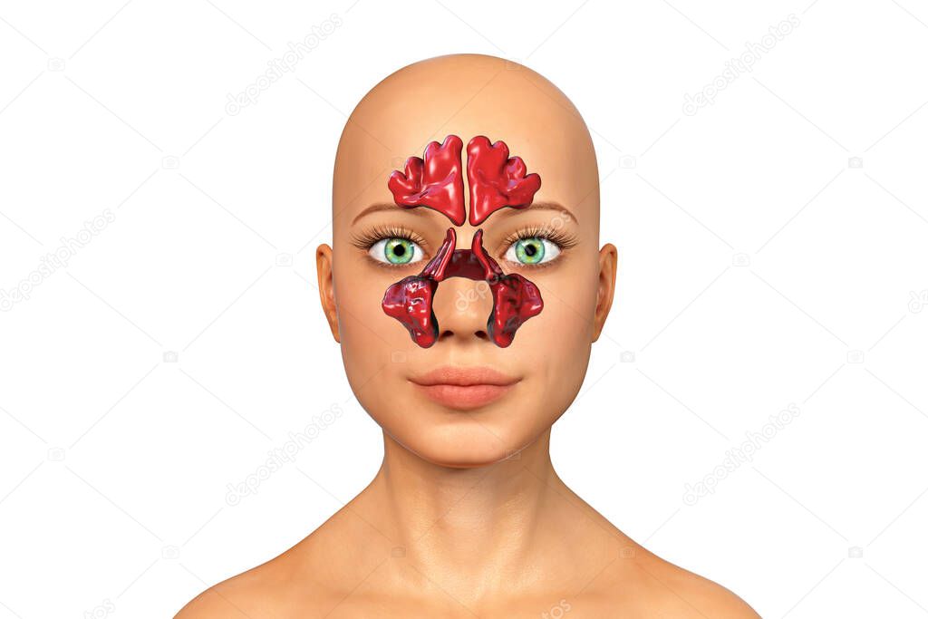 Anatomy of paranasal sinuses. 3D illustration showing female with highlighted paranasal sinuses, frontal, maxillary, ethmoid, and sphenoid