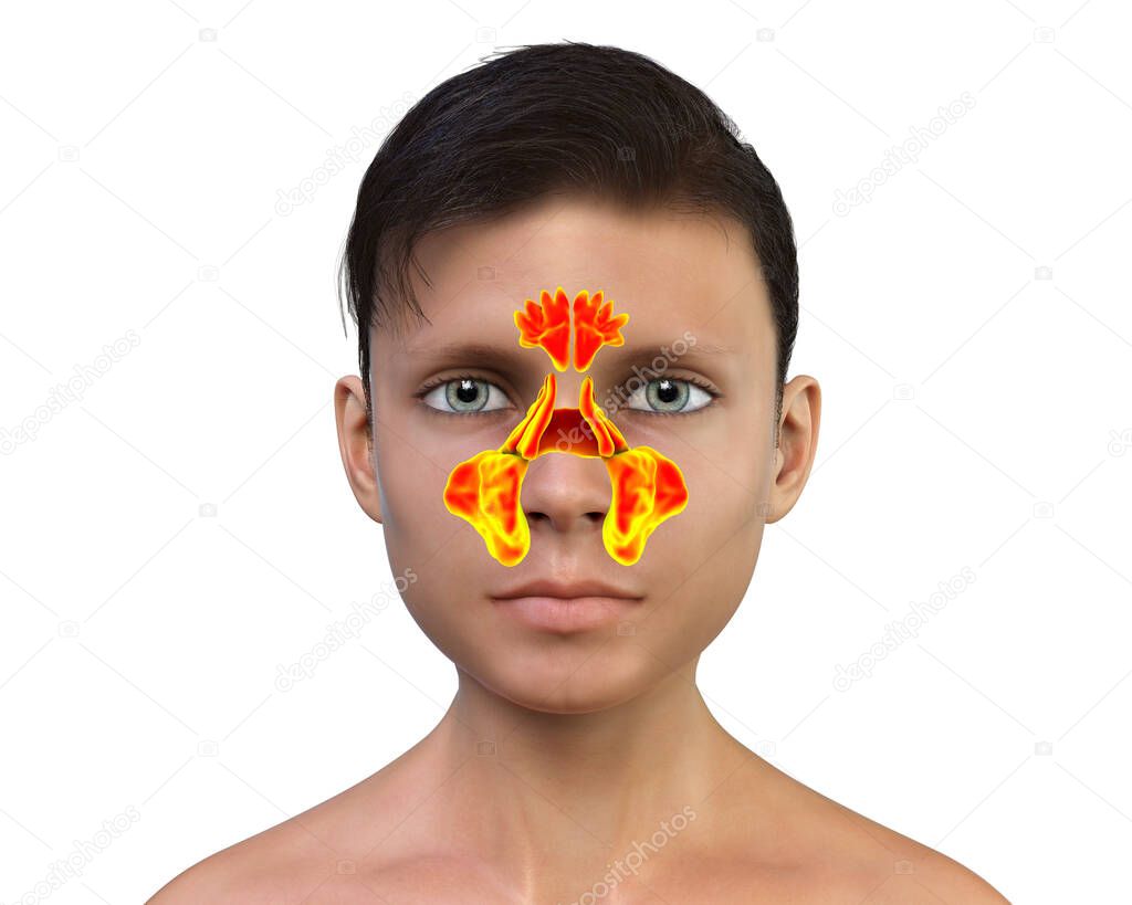 Anatomy of paranasal sinuses. 3D illustration showing teenager boy with highlighted paranasal sinuses, frontal, maxillary, ethmoid, and sphenoid