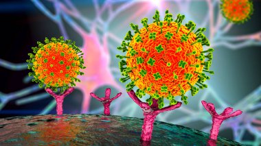 Nipah viruses binding receptors on human cells, an initial stage of Nipah infection. A newly emerging bat-borne virus that causes acute respiratory illness and severe encephalitis, 3D illustration clipart