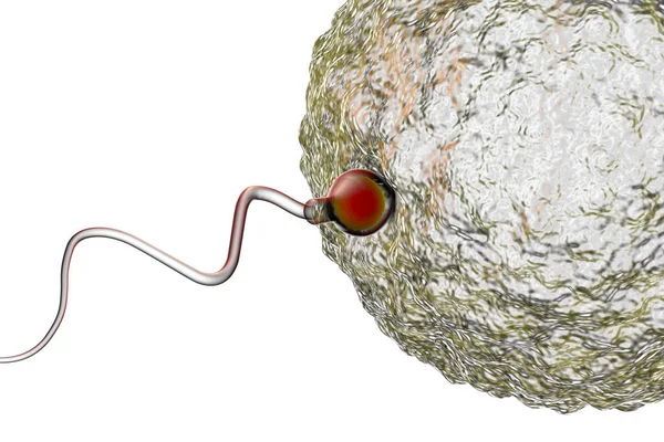 Fertilisasi Sel Telur Manusia Oleh Spermatozoan Diisolasi Pada Latar Belakang — Stok Foto