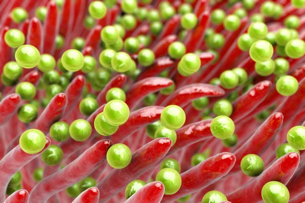 Bacteria Staphylococcus Nose Illustration Shows Spherical Bacteria Staphylococcus Aureus Adhering — Stock Photo, Image