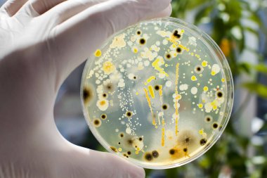 Researcher hand in glove holding Petri dish with colonies of different bacteria and molds on natural background. Biotechnology concept clipart