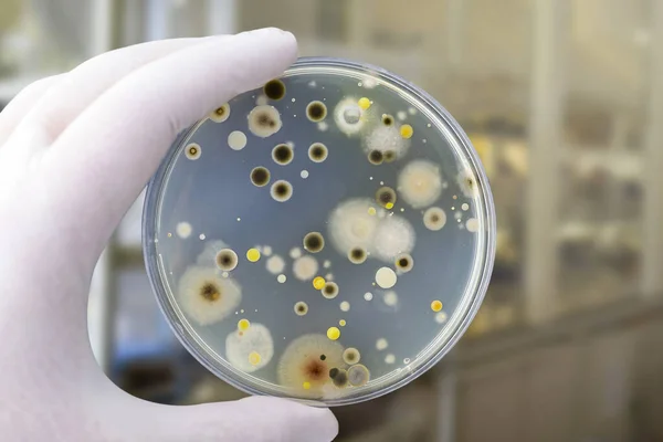 Kolonie Różnych Bakterii Grzybów Pleśni Uprawianych Płytce Petriego Agarem Odżywczym — Zdjęcie stockowe