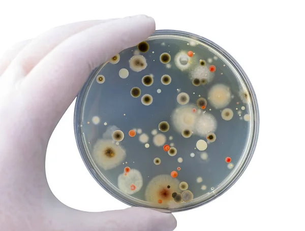 Colonies of different bacteria and mold fungi grown on Petri dish with nutrient agar, close-up view. Hand in white glove holding plate with nutrient medium isolated on white background