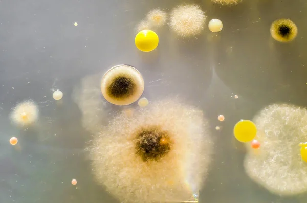Kolonie Różnych Bakterii Grzybów Pleśni Uprawianych Płytce Petriego Agarem Odżywczym — Zdjęcie stockowe