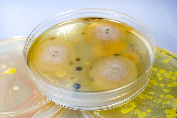 Kolonie Grzybów Pleśni Aspergillus Płytce Petriego Agarem Odżywczym Widok Bliska — Zdjęcie stockowe