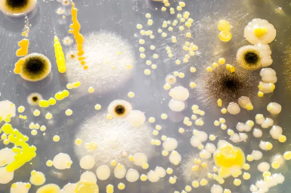 Petri kabında yetişen farklı bakteri ve mantar kolonileri. Mikrobiyoloji arka planı