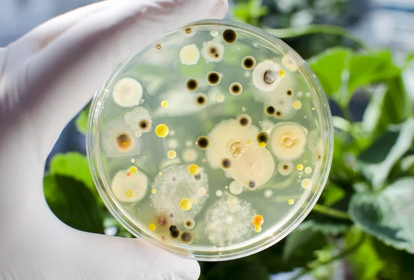 Naukowiec Ręka Rękawicy Gospodarstwa Płytki Petri Kolonii Różnych Bakterii Pleśni — Zdjęcie stockowe
