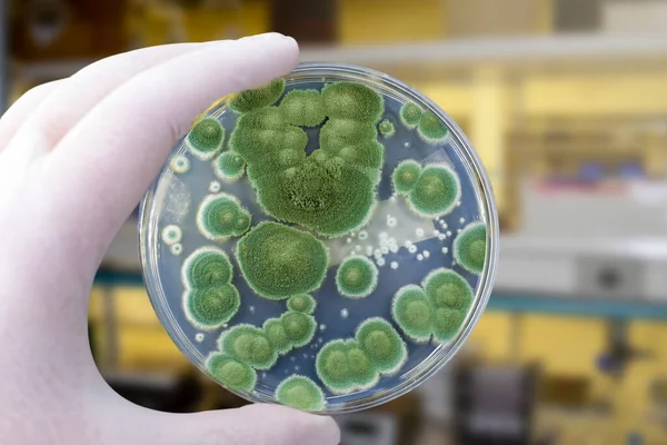 Researcher Holding Petri Dish Colonies Penicillium Fungi Penicillium Mold Fungus Royalty Free Stock Photos