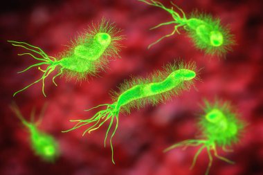 Helicobacter pylori, bakteri kolonileştiren mide ve gastrik ve duodenal ülser ile ilişkili, 3 boyutlu illüstrasyon